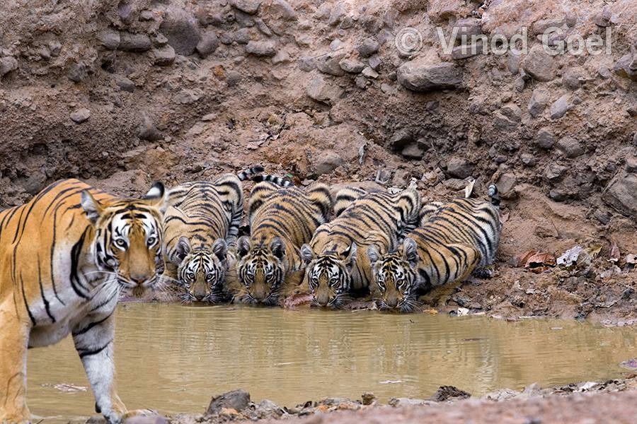 Wildlife Tour