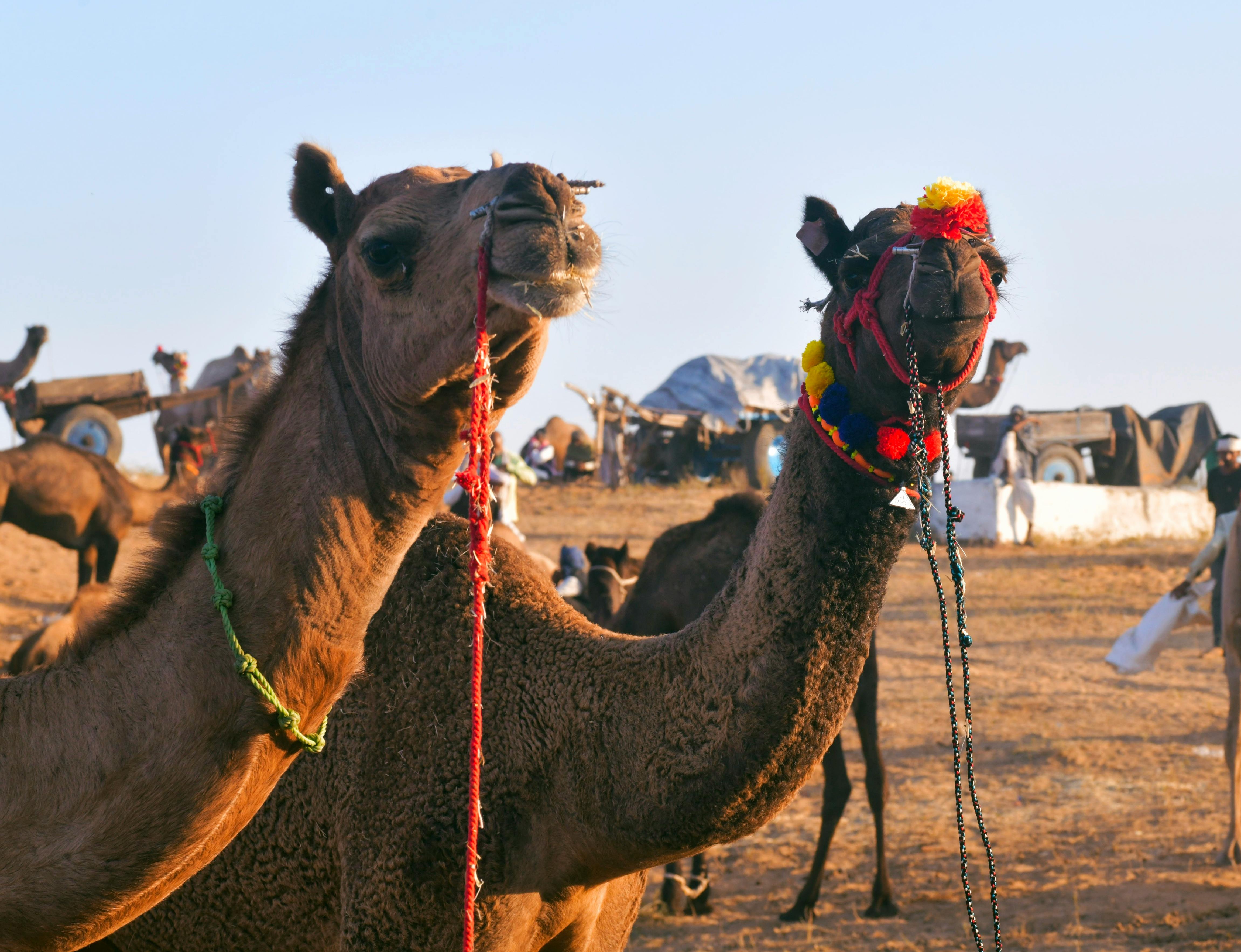 From Delhi: 5 Days Golden Triangle Tour with Pushkar