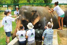 Taj Mahal Sunrise Tour with SOS Elephant Conserving From Delhi by car