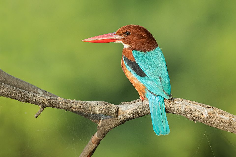 From Agra: Bharatpur Bird Sanctuary Private Tour with Bird Watching